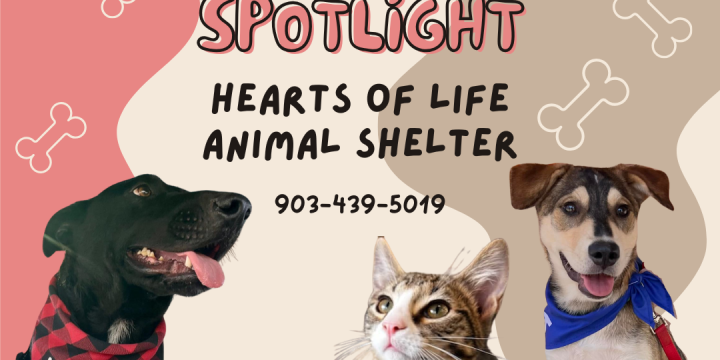 New Member Spotlight – Hearts of Life Animal Rescue